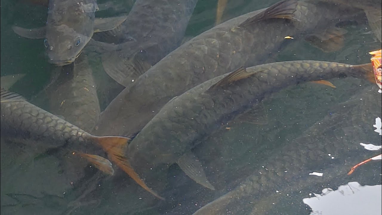 Tilasa dev masa | Mahashivratri tilsa mandir