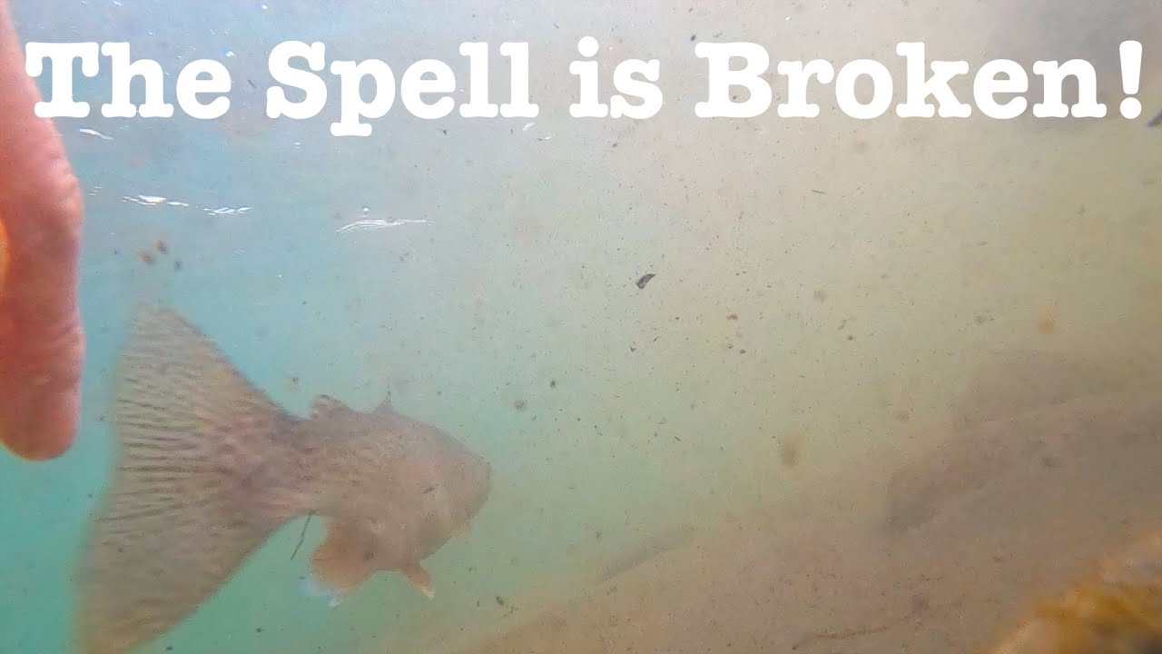 The Spell is Broken! Fly Fishing Washington's Yakima River in COLD Winter Conditions.