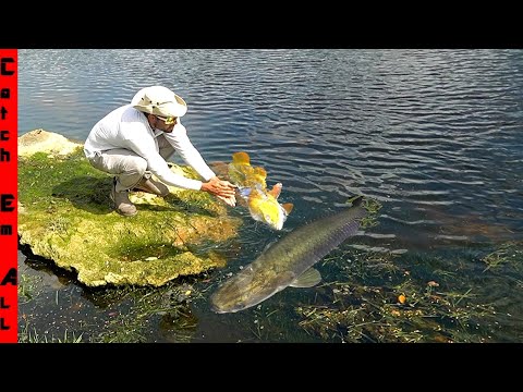 Giant Invasive Fish Invades My Fishing Spot!