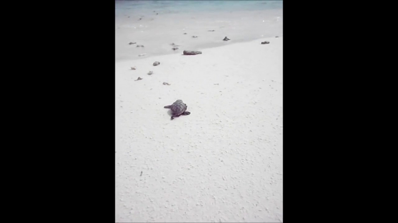 baby turtles for sale uk Hawksbill hatchlings take their first steps|Sea Turtle