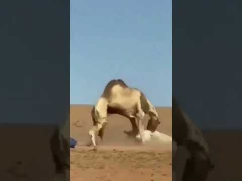 وقتی لقمه بزرگ تر از دهنت ور میداری لایک کنید دا پیج دیده شه حیوانات بیابان