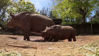 Rare Rhino Calf Jumps Into A Big Mud Puddle