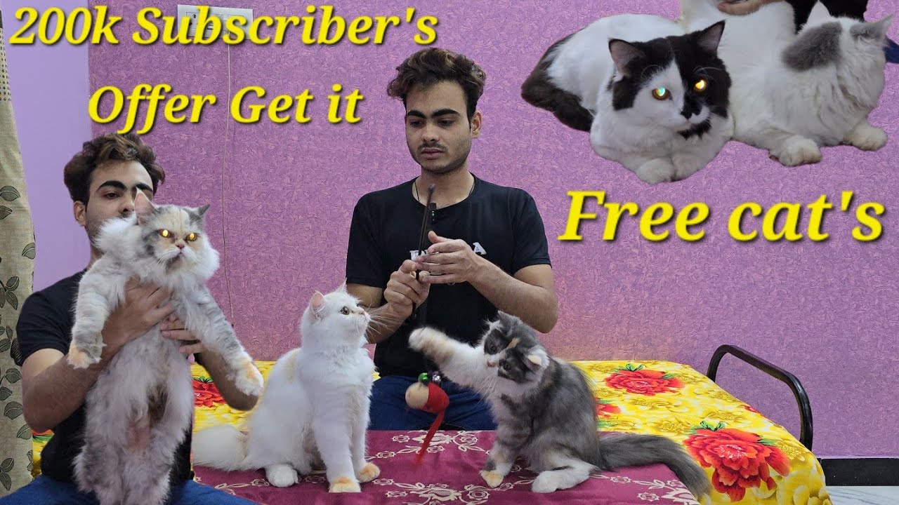 Cute Persian kittens available in Hyderabad at The Time is Meow Cattery
