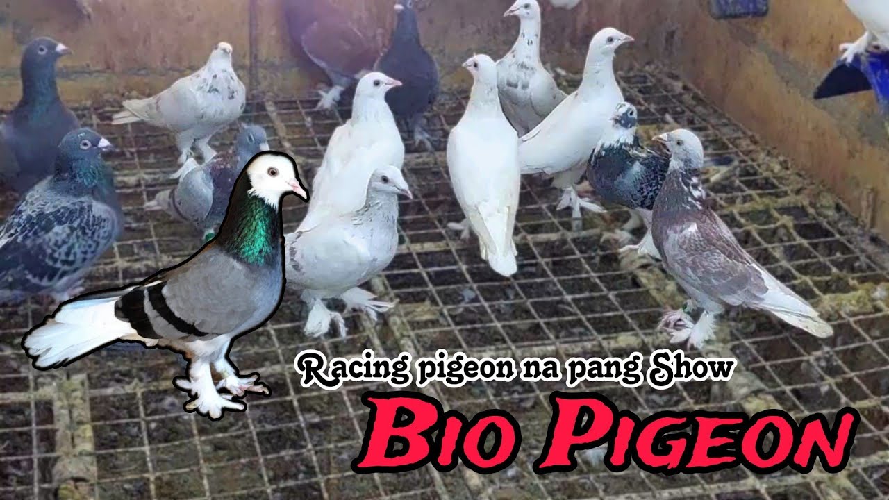 Pang Show na Racing Pigeon sa Bio Research Bio Pigeon. Kalapate may balahibo sa paa at crest sa ulo.