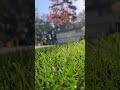 아침이 내려앉은 시간#morningvibes #peacefulmoment #slowmorning #naturelovers #calmenergy #quietmoments #song