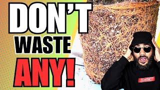 DO THIS WITH OLD ROOTS AFTER HARVEST! 🔥