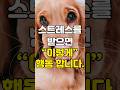 강아지가 스트레스를 받았을 때 하는 행동