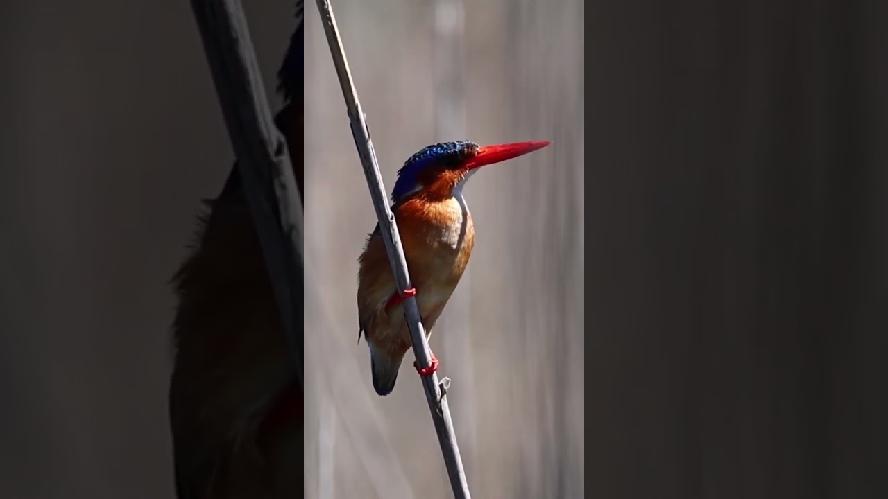 Malachite Kingfisher Call