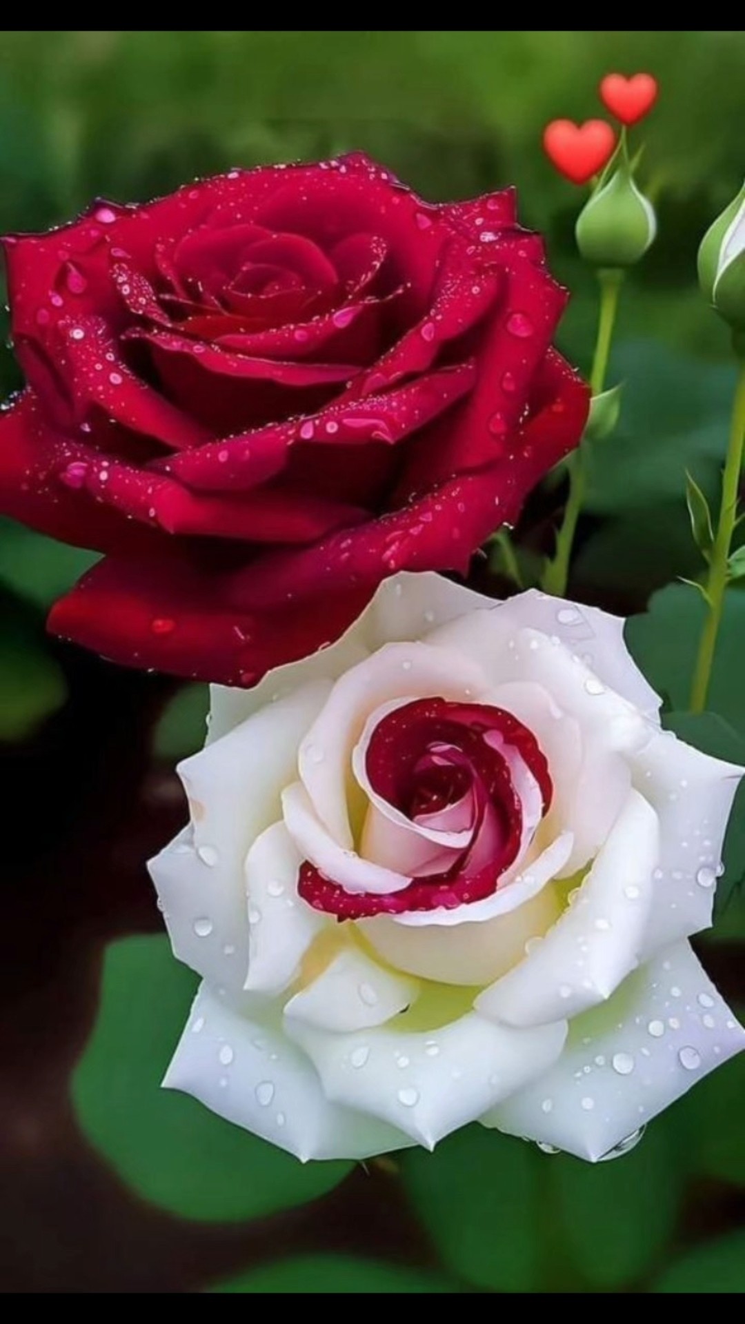 ❤️Love You ज़िंदगी ❤️ - ShareChat