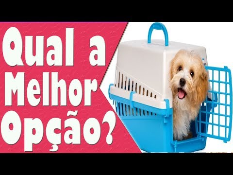 Vídeo: Como Transportar Um Cachorro Em