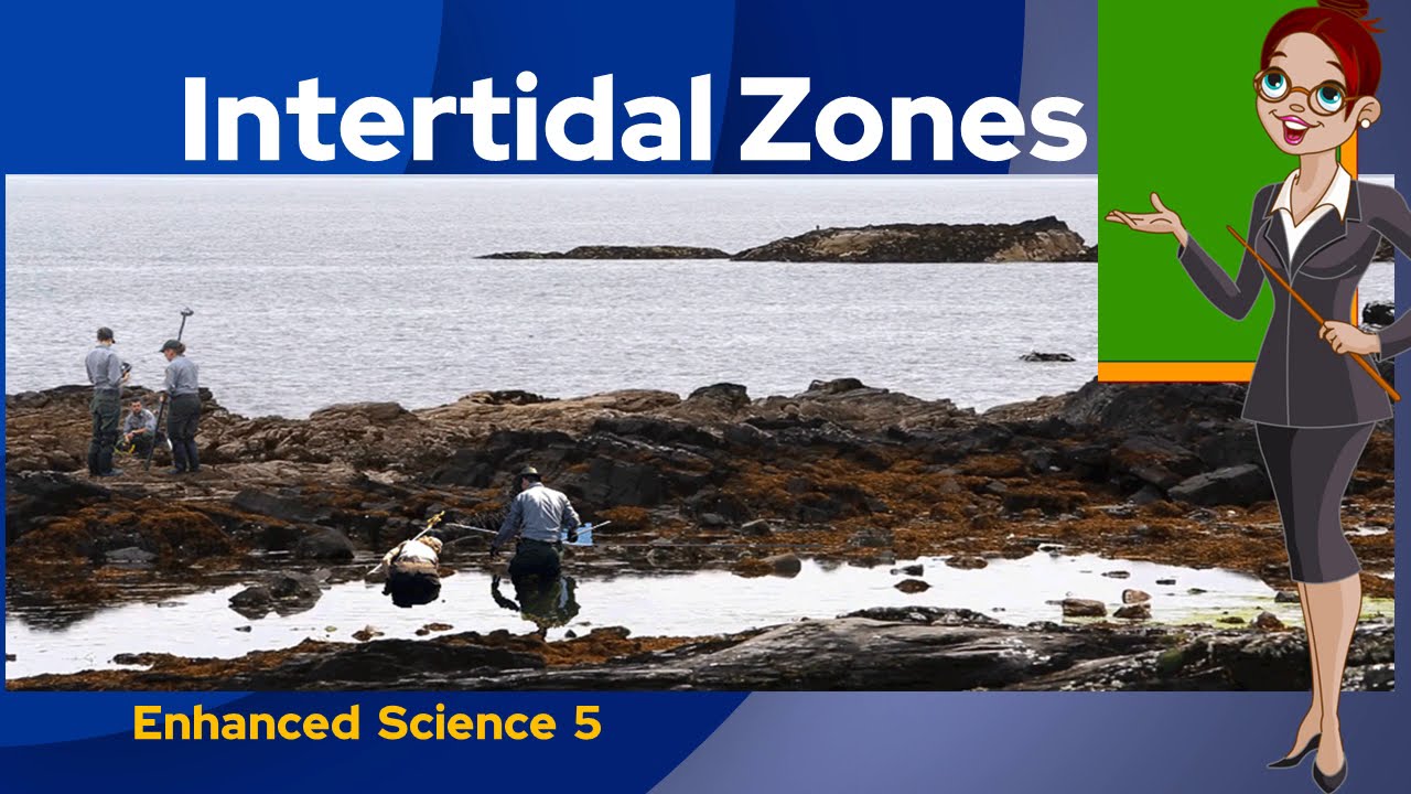 How Do Crabs Survive In The Intertidal Zone?