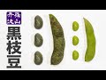 【酒の肴レシピ】丹波篠山産 黒豆枝豆の食べ方