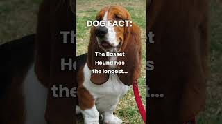 Wow! Basset Hounds have some long ears!  #shorts #dogfacts #dogshorts #bassethound #dogs