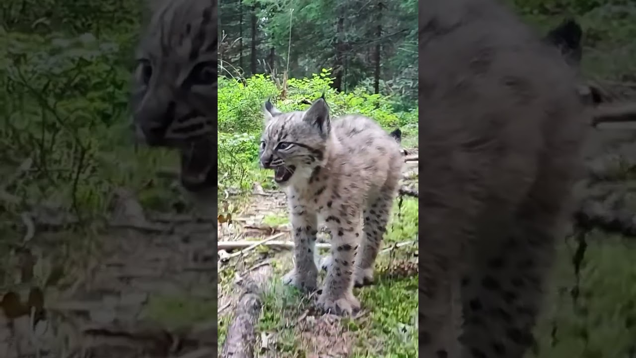 Rare Baby Lynx Spotted Roaming in the Wild - CreatureCops