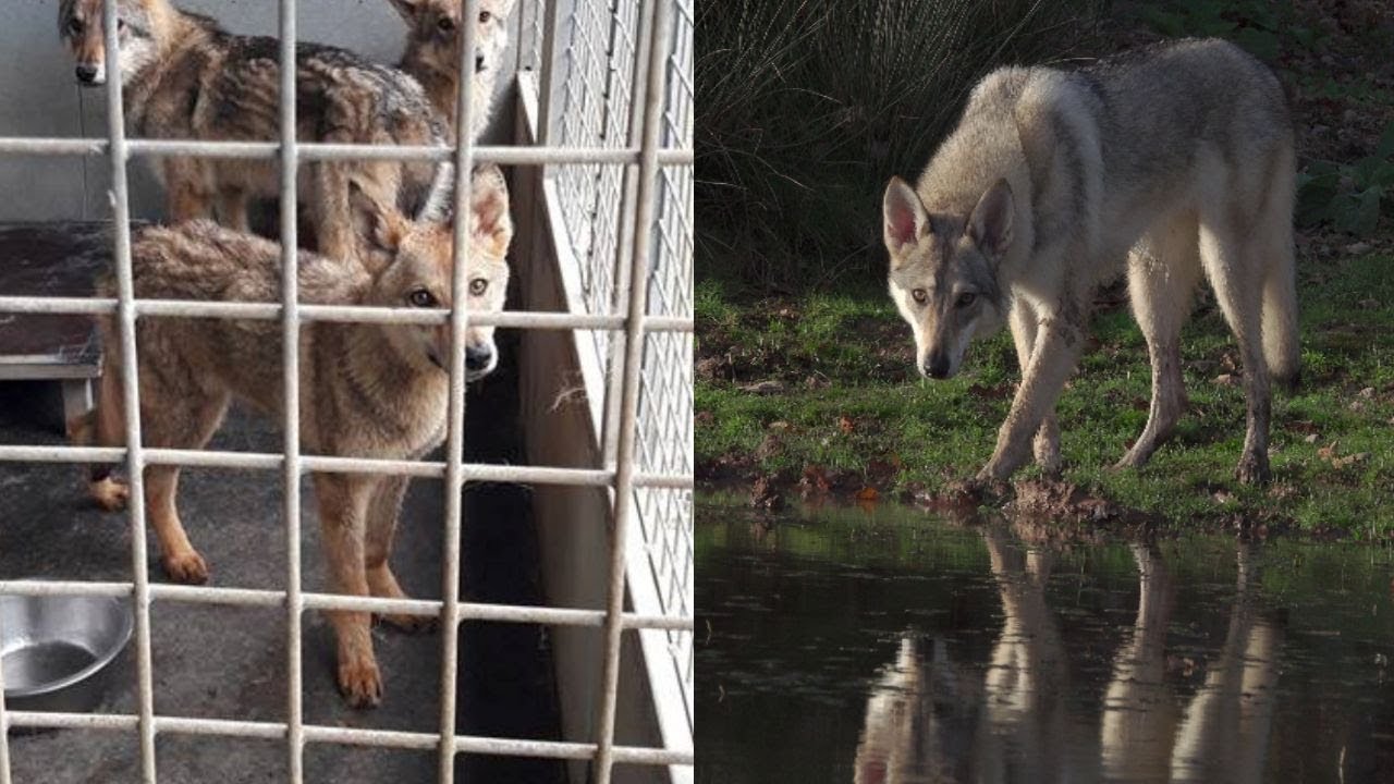 Liskafox 1 An Chien Loup Tchèque Saarloos