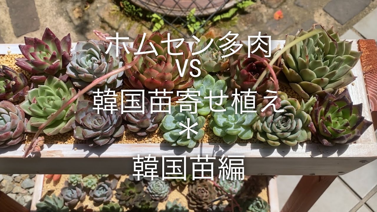 多肉植物】韓国苗縛り寄せ‼️ ホームセンターのワークショップは良い