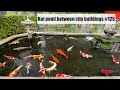 Koi pond between city buildings(Osaka, Japan)