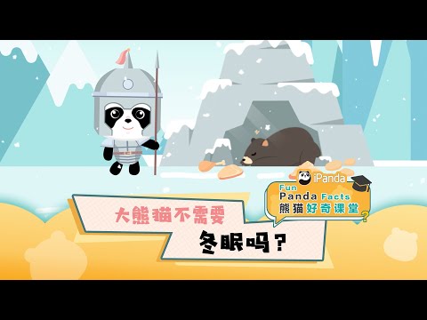 《熊貓好奇課堂》 大熊貓不需要冬眠嗎？ | iPanda熊貓頻道