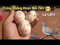 Ấp Quả Trứng Lạ Và Phát Hiện Nhiều Chim Đẹp Đến Vườn Avi Long Đen