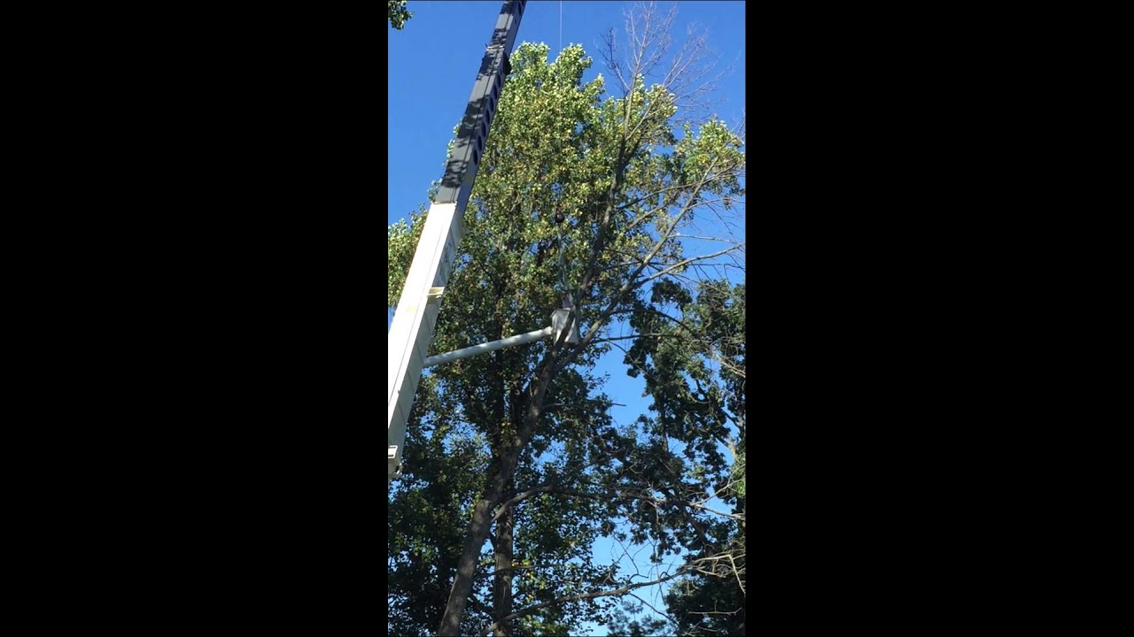 Colonial Tree Service Removing a Large Tree in Warrington PA