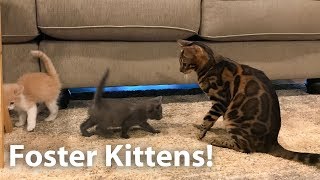 Foster Kittens Meet The Bengals