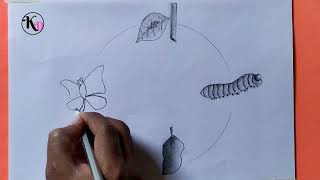كيفية رسم مخطط دورة حياة الفراشة بسهولة