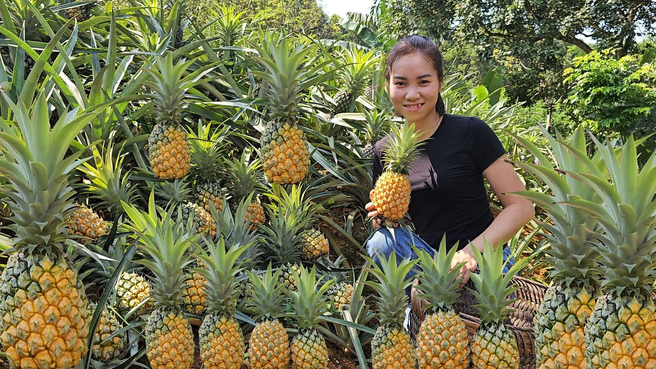 Harvest pineapples to sell at the market. The life of a single mother ...