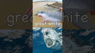Learn Shark Names for Babies Kids: Zebra Saw Great White Bull Hammerhead Basking #SpringOnYouTube