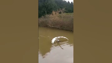 SWAN LANDING ON WATER