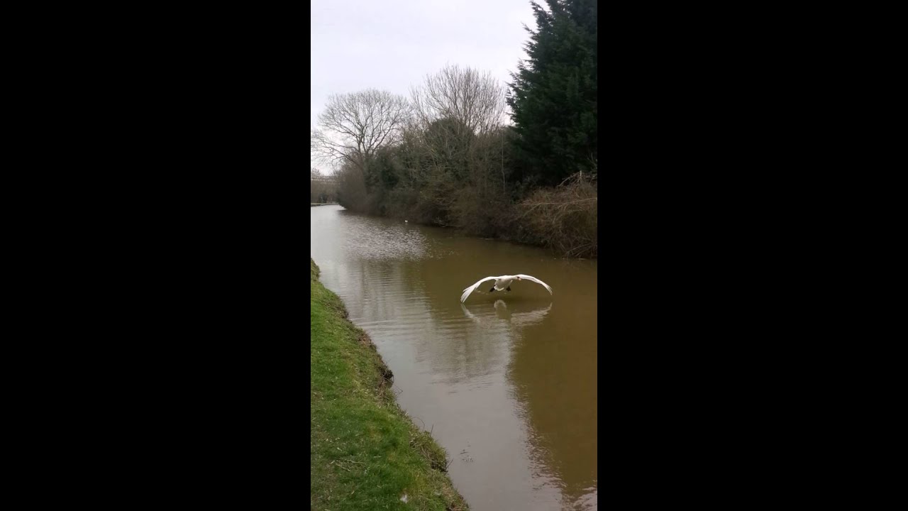 SWAN LANDING ON WATER