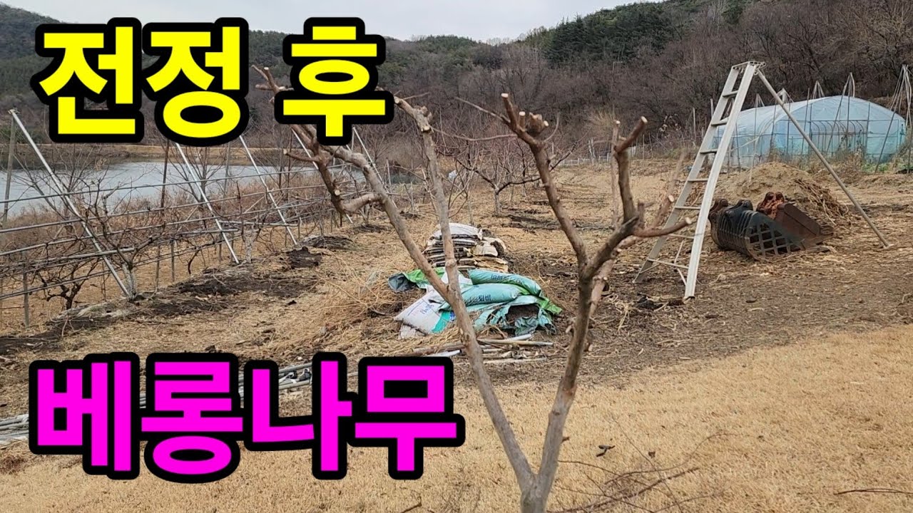 베롱나무 전정하기(강전정)