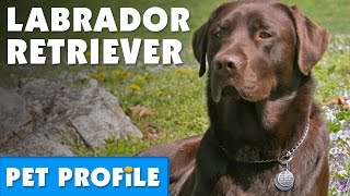 Labrador Retriever Pet Profile | Bondi Vet