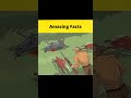 Amazing animal stories  shorts  factbeast