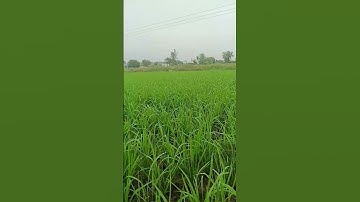 mp pat , kharpatwar Nasi ka chhidkav, bsc agriculture