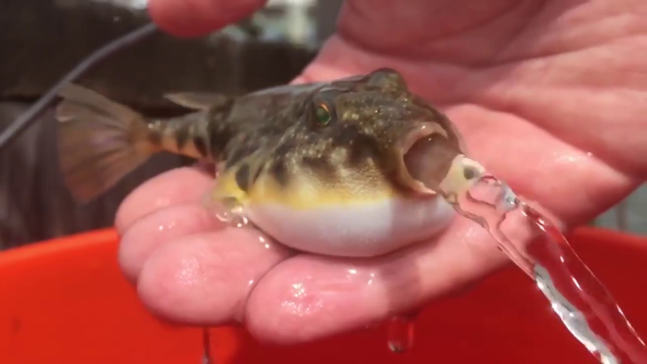 Езда опрашвам на Ваше разположение остър мия долар cute puffer fish ...