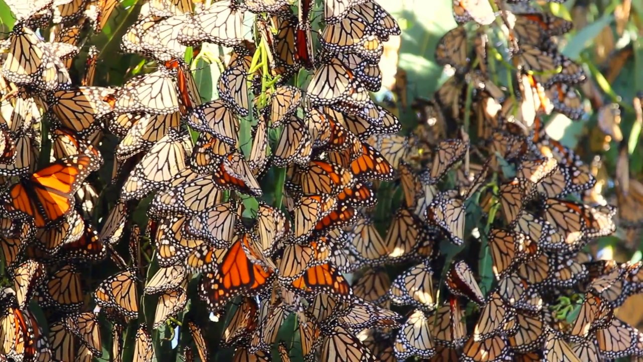 Monarch Grove Butterflies with Christian Music