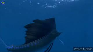 Choose Your Swordfish 22