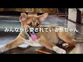 【保護犬】先日保護したワンちゃんに会いに行ってきました♪