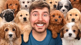Find Your Dog, Win $10,000 – Crazy Challenge! 🐶💰 #mrbeast #mrbeastchallenges