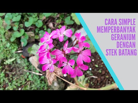 Video: Perbanyakan geranium dengan stek di rumah