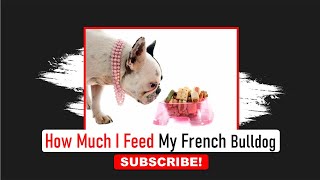 How Much I Feed My French Bulldog | Frenchies Hub