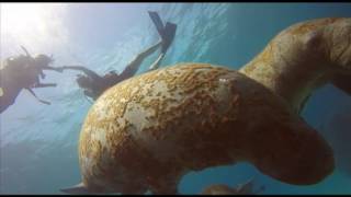 Manatees in Dominican Republic