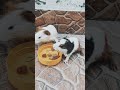 pets twins playing eating guine pig food Koko Poko