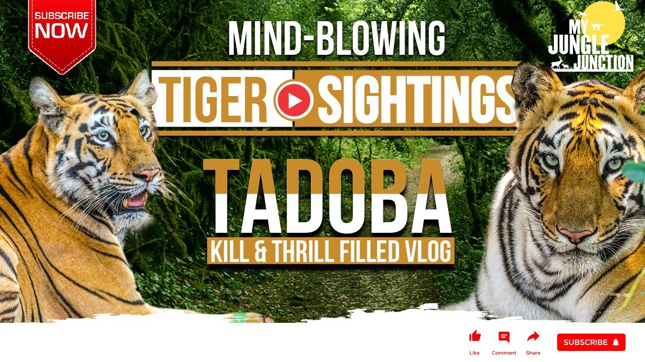 3 Tigers Spotted in 1 Safari  I NAYANTARA, VEERBHADRA & CHANDNI