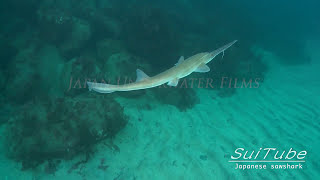 ノコギリザメとは 気になる捕食でのノコギリの使い方や生態を解説 暮らし の