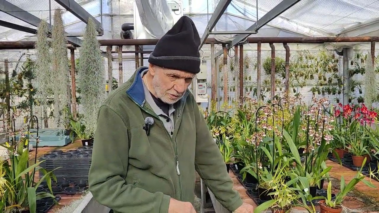 Offerta Hallowen 3 orchidee degli scemi + Tillandsia usneoides in omaggio € 50 +spedizione