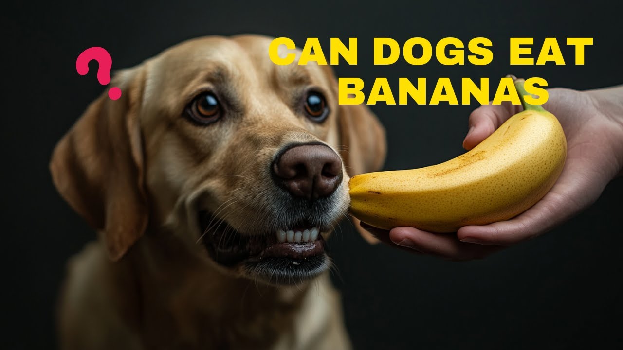 Can Dogs Eat Bananas? The Truth Every Dog Owner Must Know!
