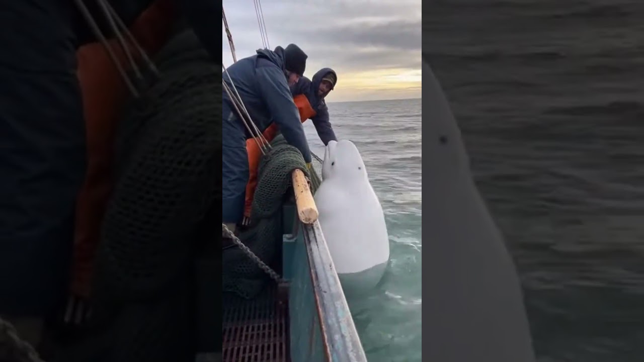 "Dead Signal Stories: Recovered Found Footage"