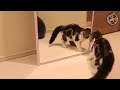Funny Cats - These Cats Are Weird! 😸
