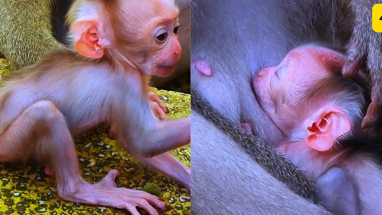 Monkeys 16-January-2026 ( Love Animals) 🐒 Fun & CuteMonkey World TVHappy Monkeys DailyMonkey